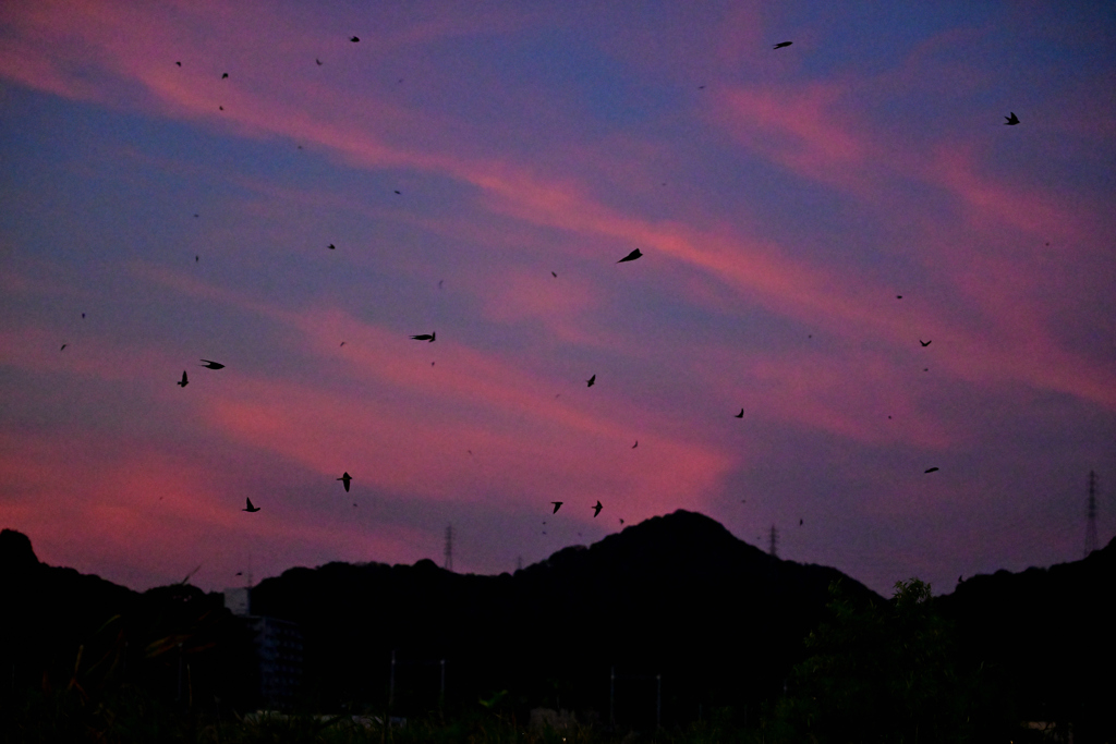 燕の塒入り