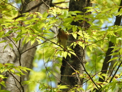 きつそうな体勢のアトリ