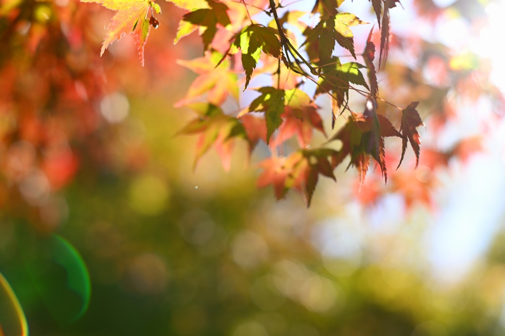 今日の紅葉