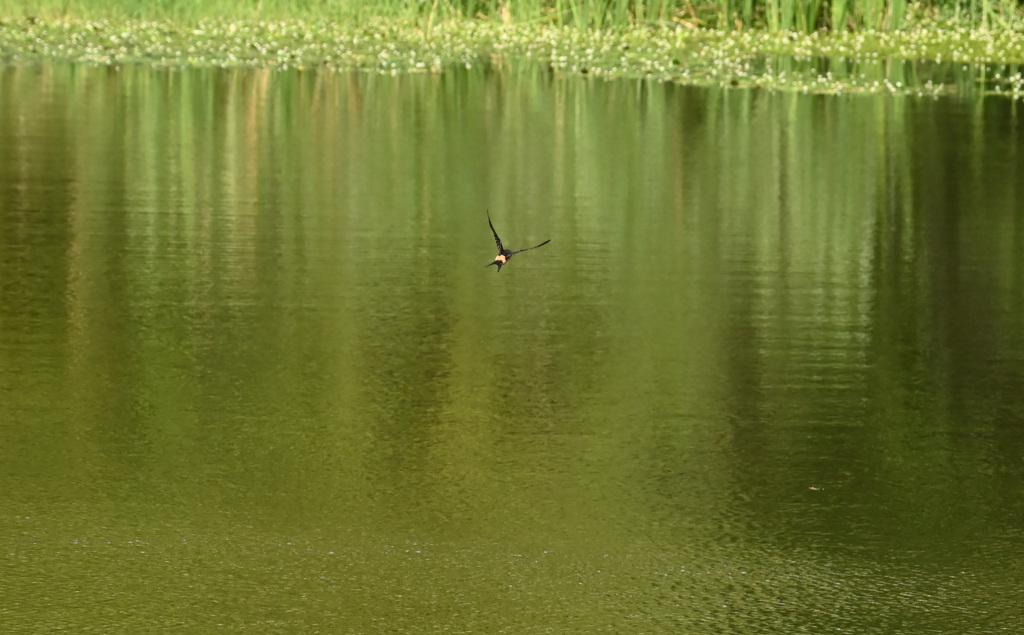 コシアカツバメ