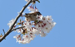 桜に乗る雀