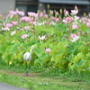 じょうずだね〜