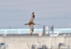 ホウロクシギ？