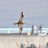 ホウロクシギ？