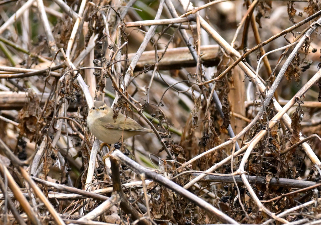 正面顔がお気に入り