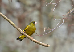 オオカワラヒワ