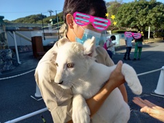 ホワイトライオン