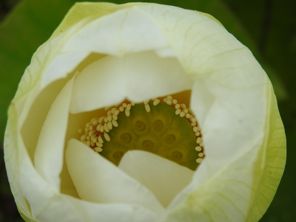 蓮の花