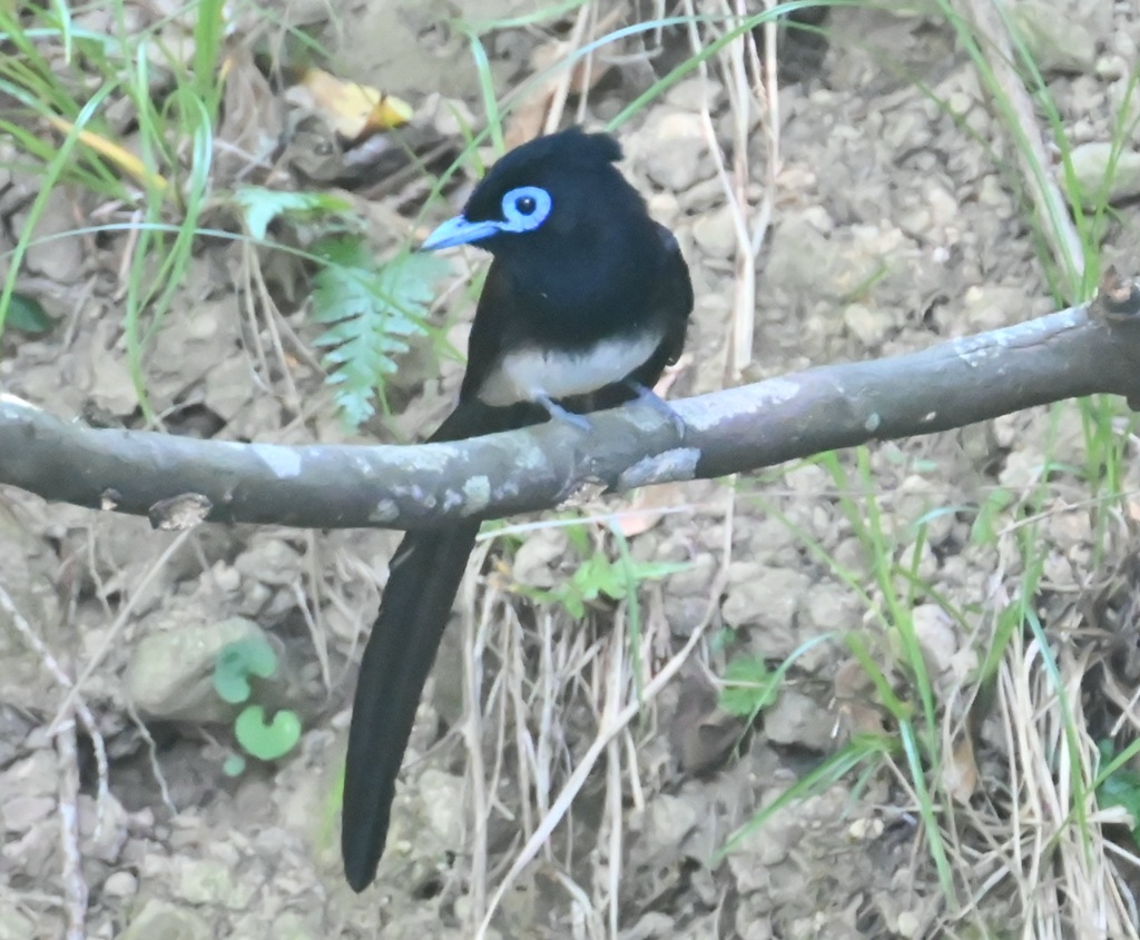 サンコウチョウ