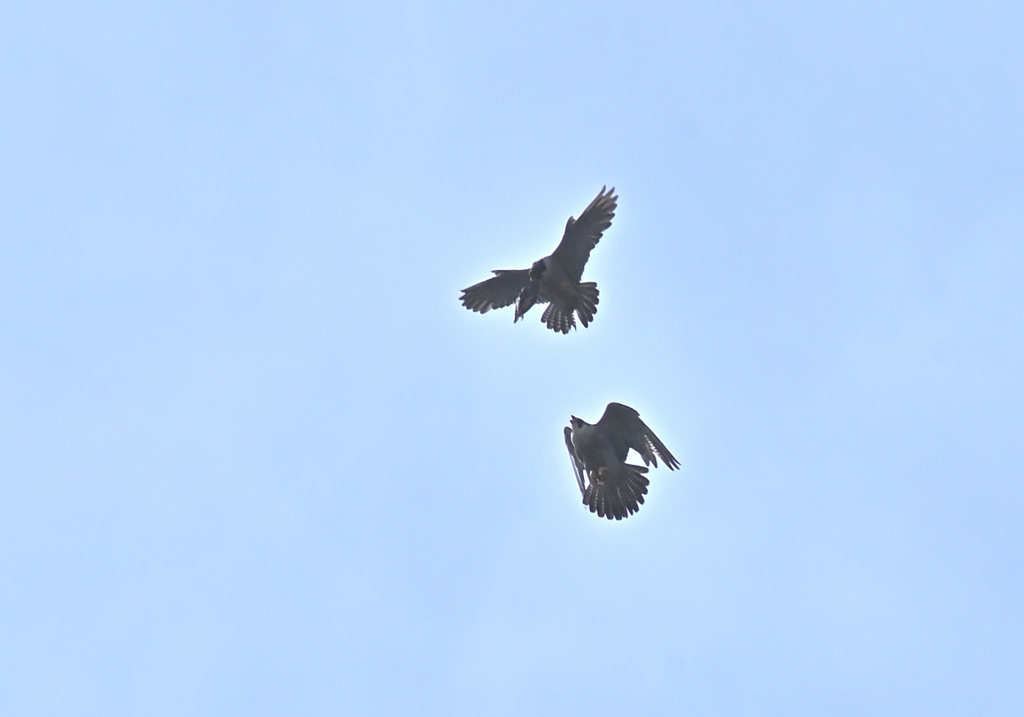 空中給餌
