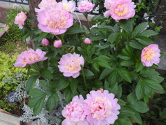 芍薬