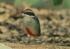 ヤイロチョウ