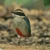 ヤイロチョウ