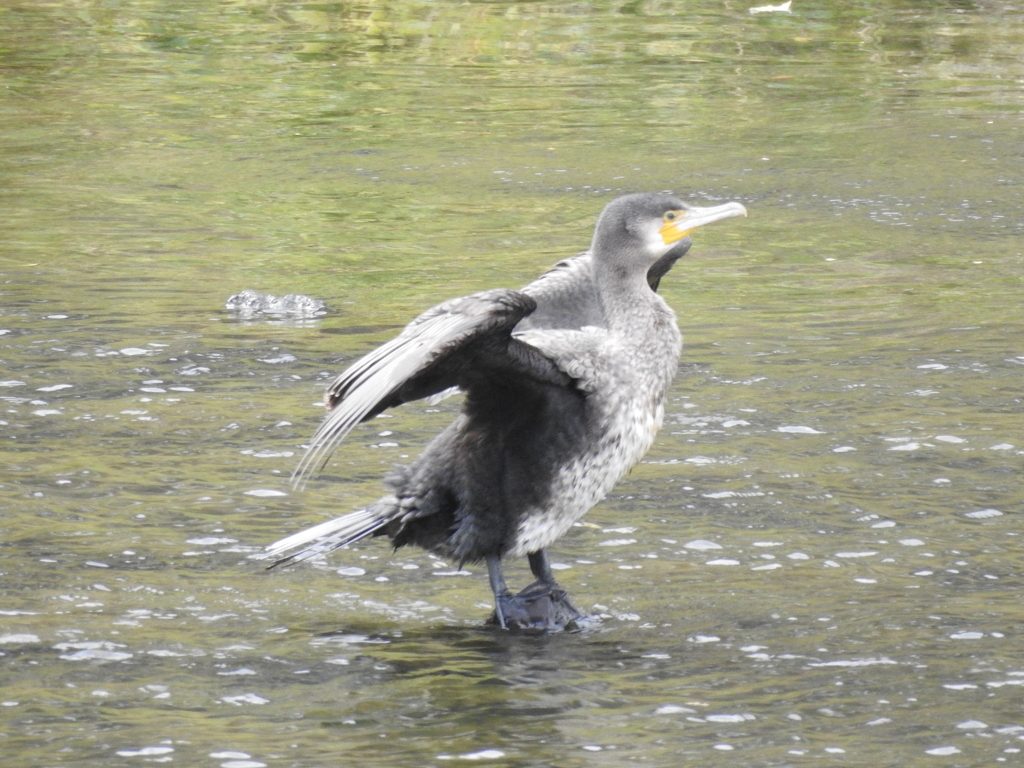 川鵜  幼鳥