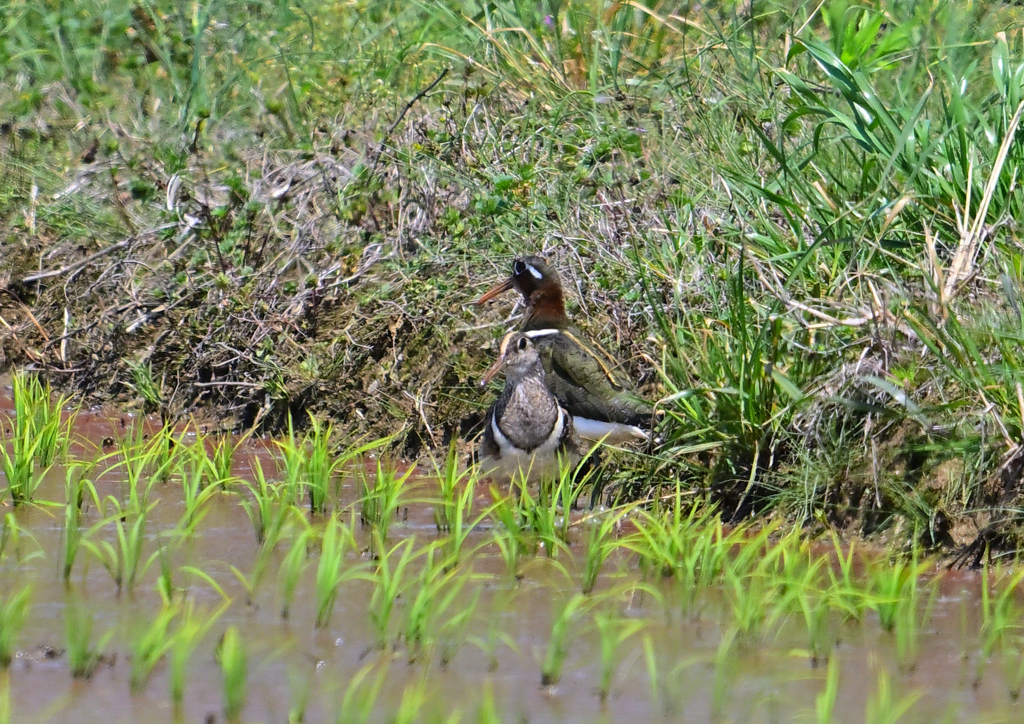 タマシギ　ペア