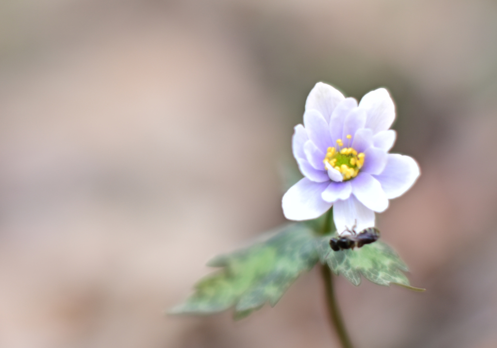 ユキワリイチゲ