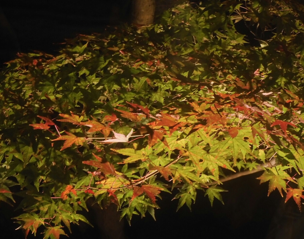 うら葉ら　紅葉