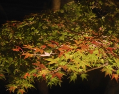 うら葉ら　紅葉