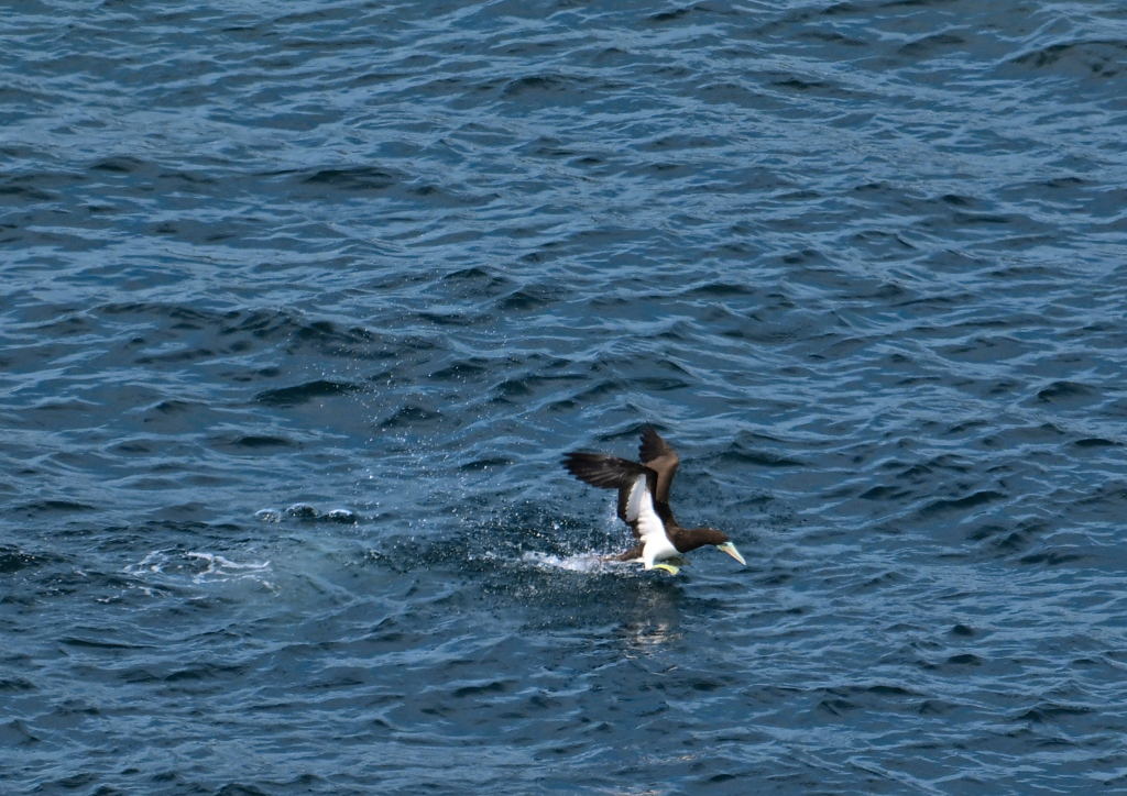 DSC_8031カツオドリ