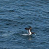 DSC_8031カツオドリ