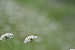 ノラニンジン の丘