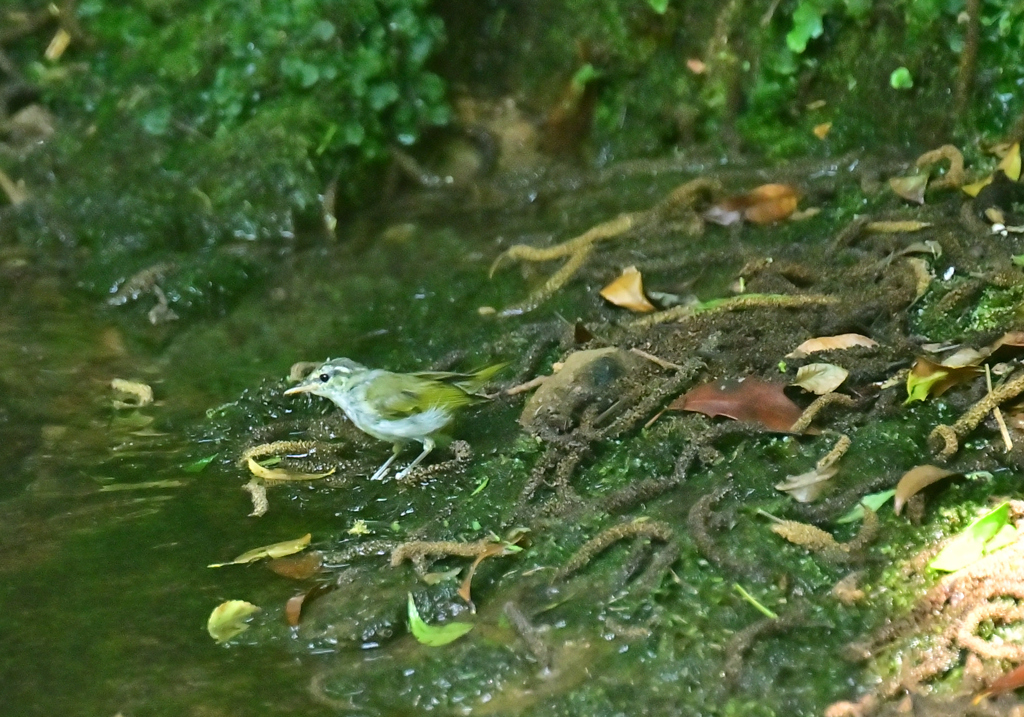 水浴びにきたの？