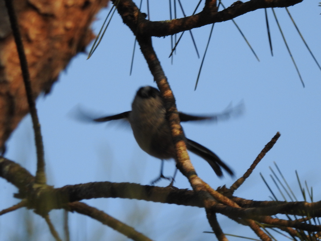 エナガちゃん飛びます