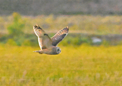 明るいレタッチ