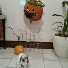 ハロウィーンってな～に？