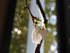 富士桜  垂れ
