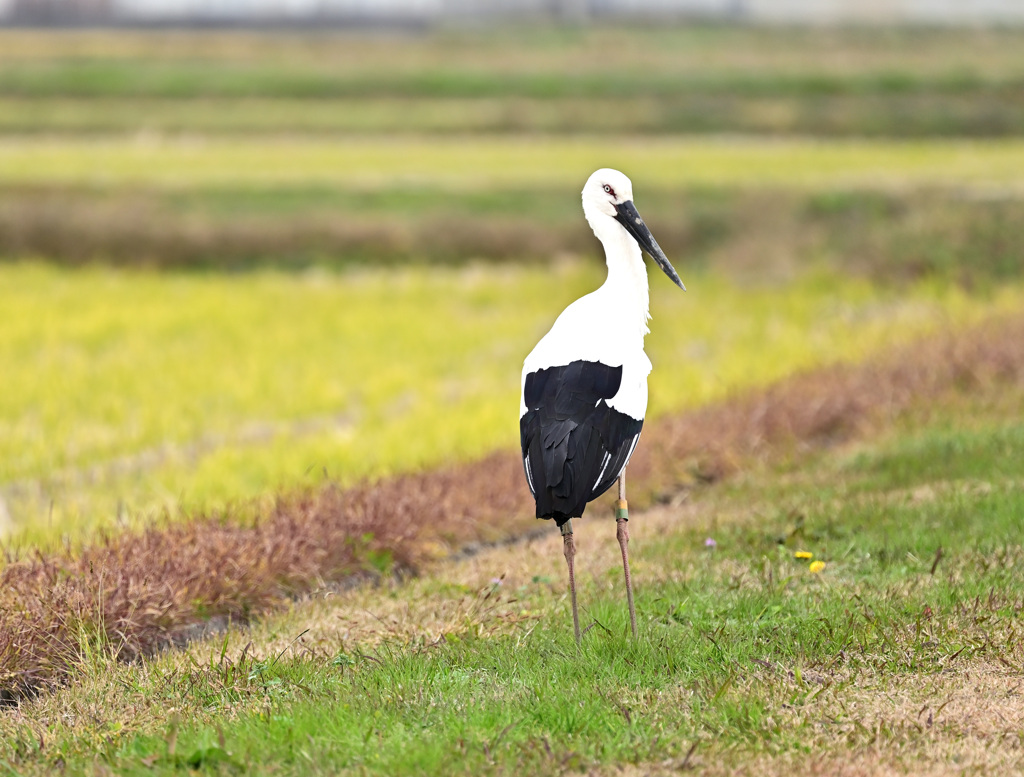 コウノトリ