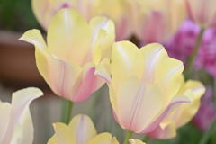 チューリップ