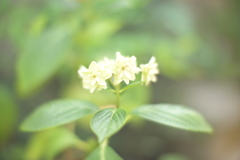 紫陽花