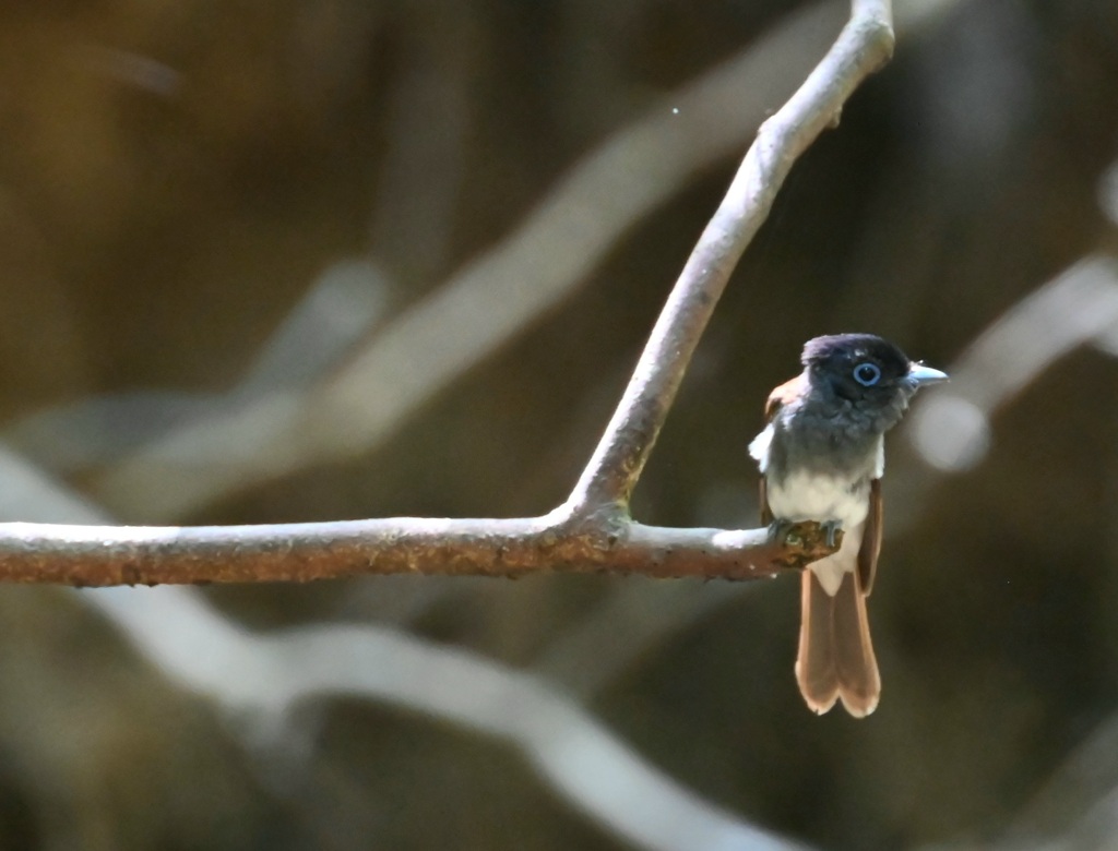 サンコウチョウ