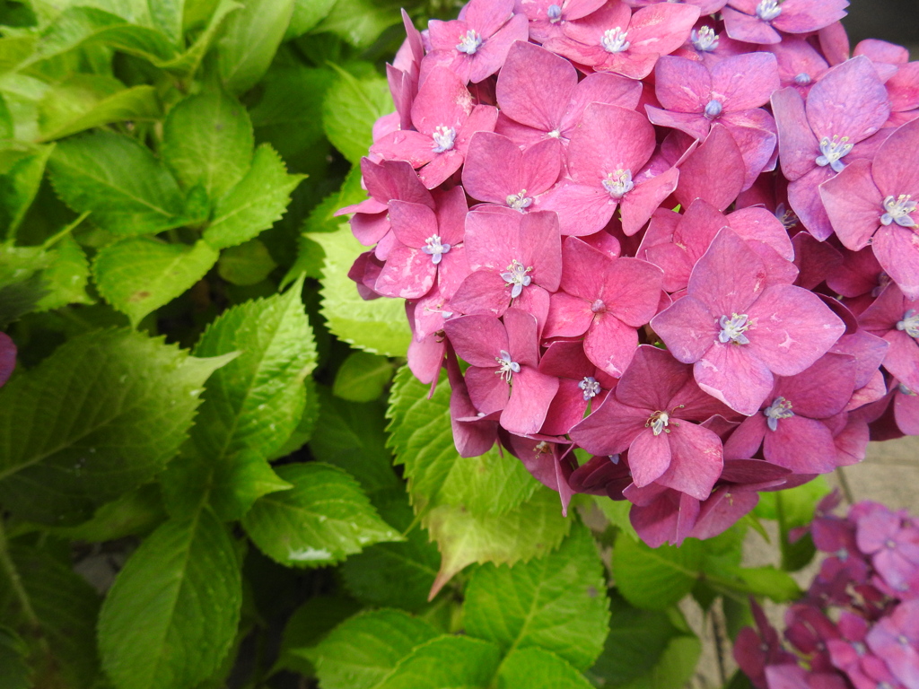 池に近くに咲いている紫陽花