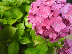 池に近くに咲いている紫陽花