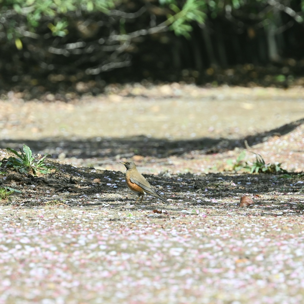 アカハラ