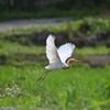 アマサギ