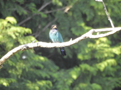 クールピクスで