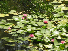 いつもの池の睡蓮