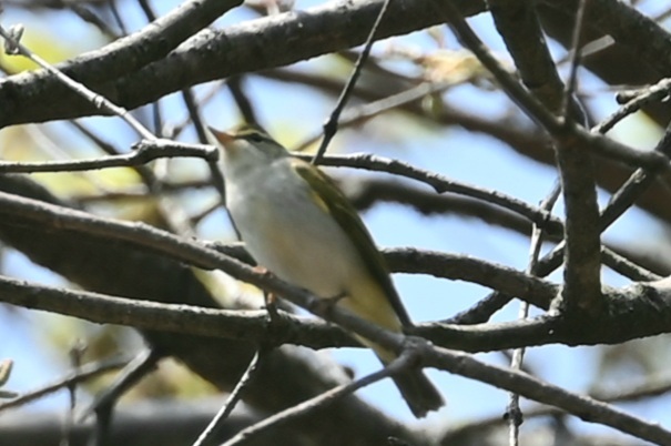 センダイムシクイ