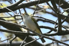 センダイムシクイ