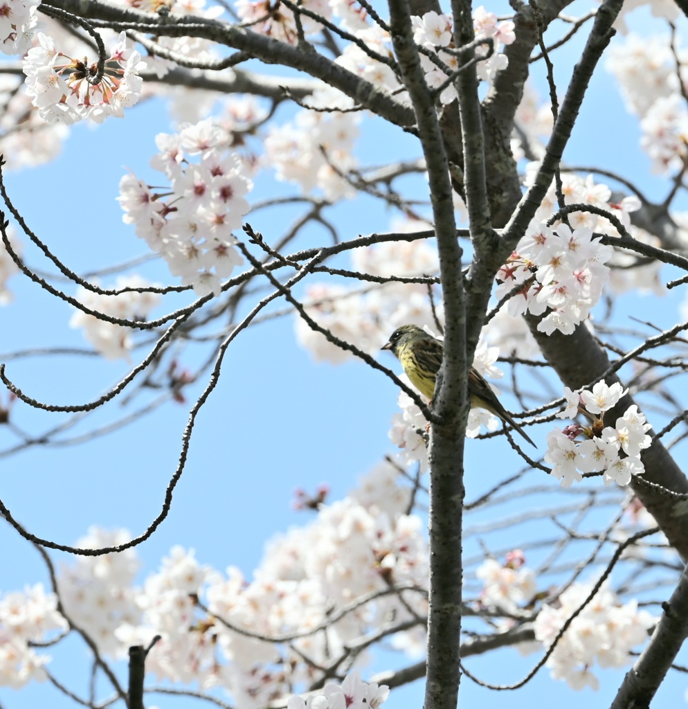 桜にあおじ 2