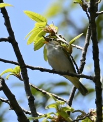 囀るセンダイムシクイ