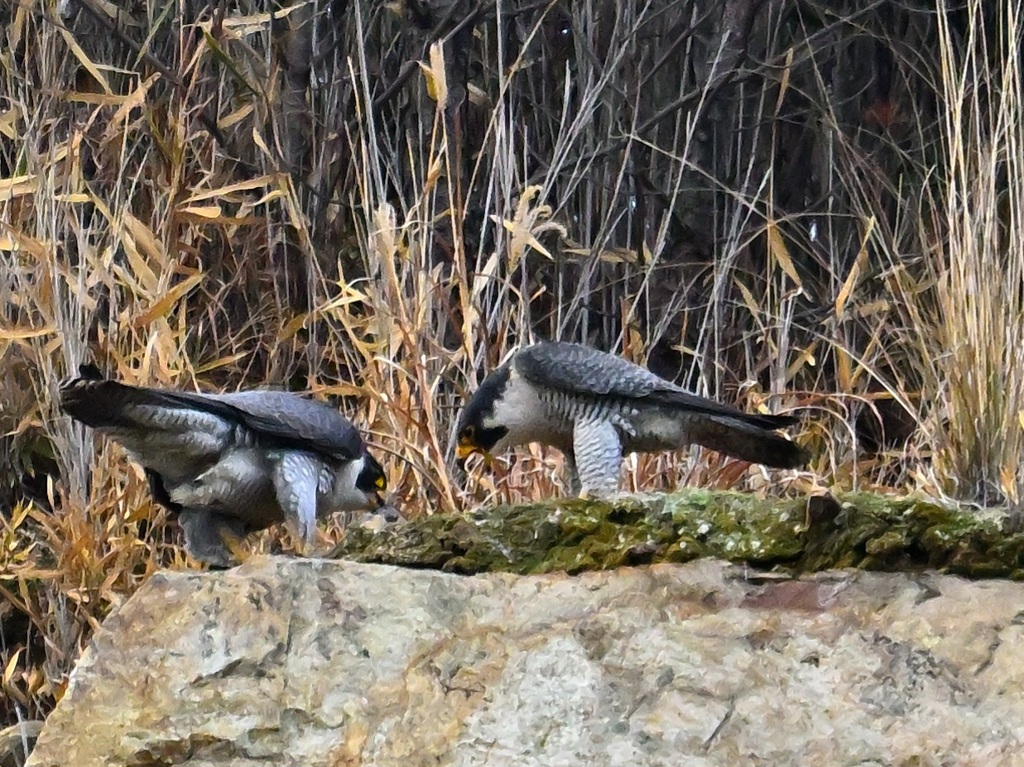 餌渡し