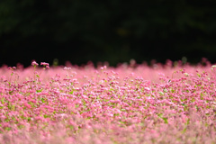 赤蕎麦の花