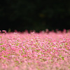 赤蕎麦の花