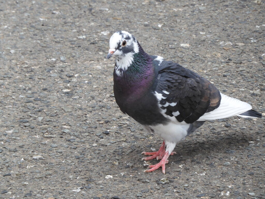 鳩です