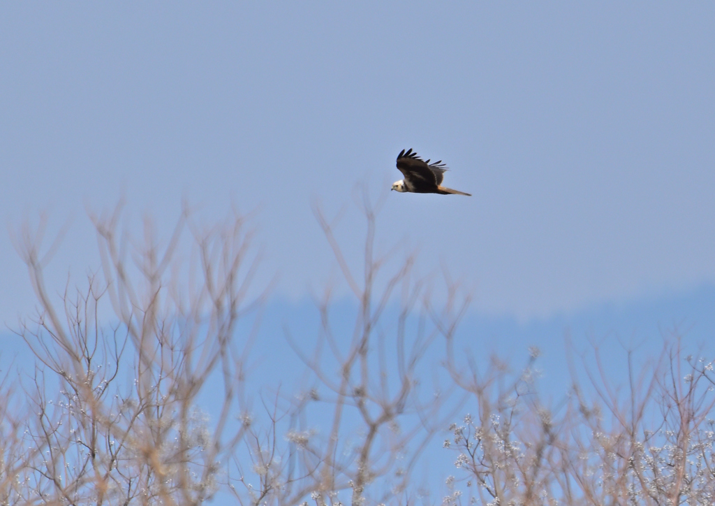 頭の白いチュウヒ