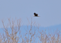 頭の白いチュウヒ